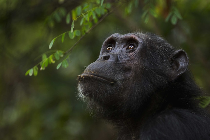 Eastern chimpanzee male 'Pax' portrait