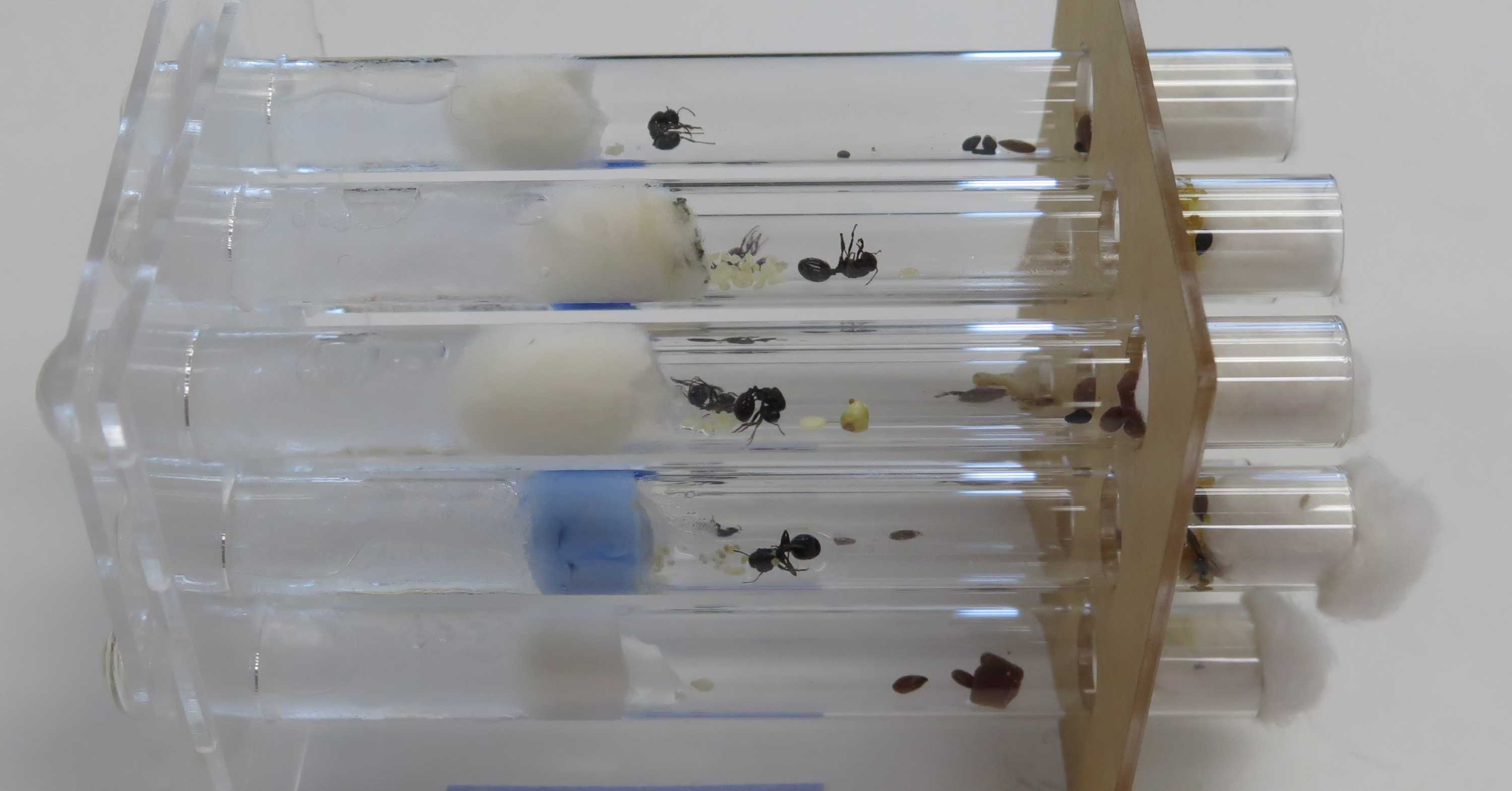 Exotic ant stash seized in Canberra after owner tries to sell breeding ...