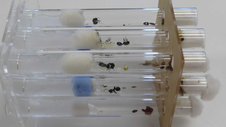 A closeup of several small black ants in test tubes.