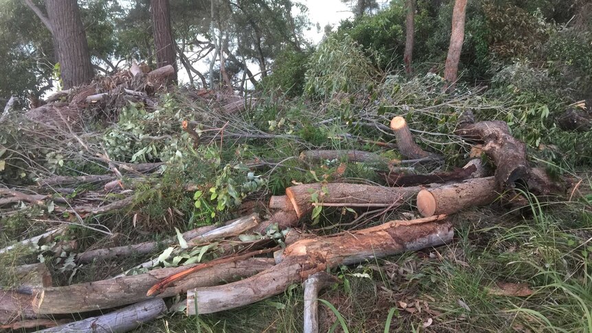 A pile of tree matter that's been dumped on the foreshore reserve at Orion Beach in Vincentia