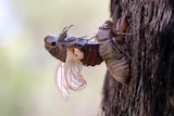 A double drummer cicada moulting from an old skin.