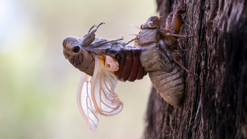 A double drummer cicada moulting from an old skin.