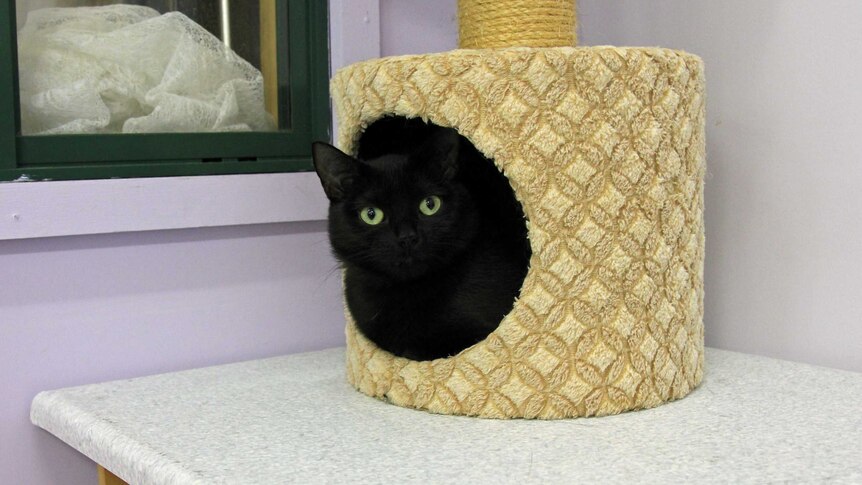 Black cat in a cat scratching pole