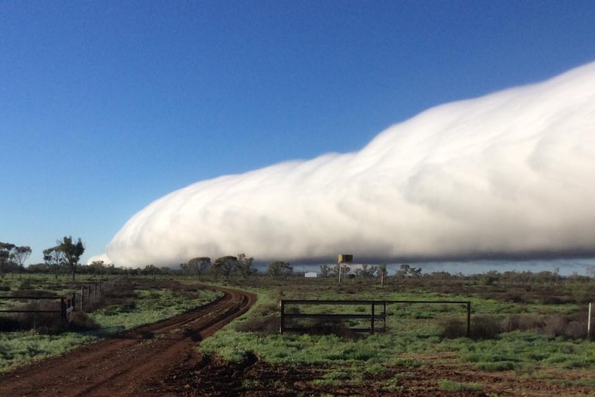 A large roll cloud over a paddock.