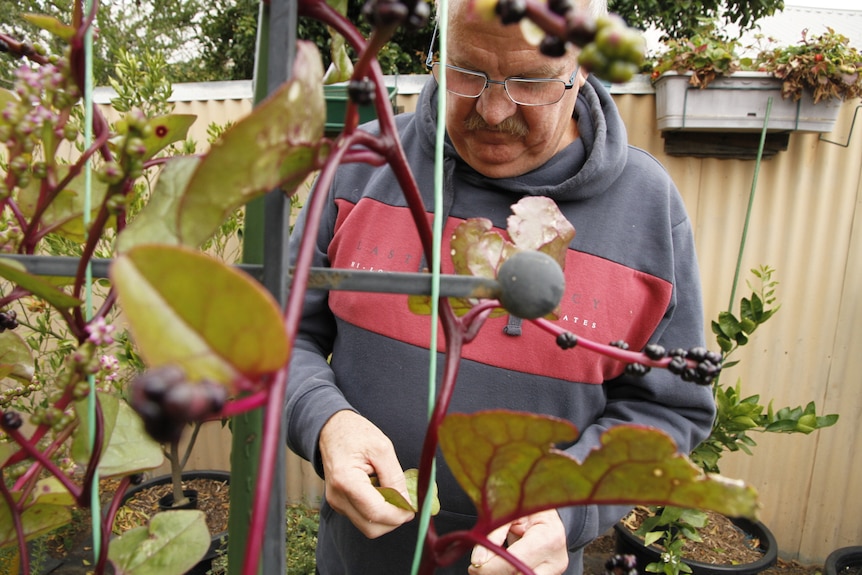 A man with glasses and a moustache tends to plants in a backyard garden.