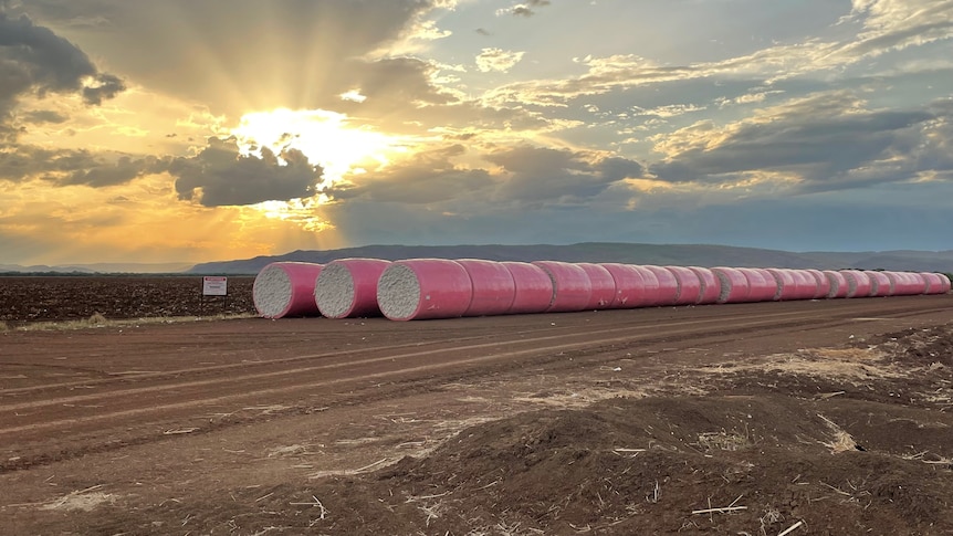 A row of white round cotton bales wrapped in pink plastic lying in a brown open paddock under grey cloudy skies.