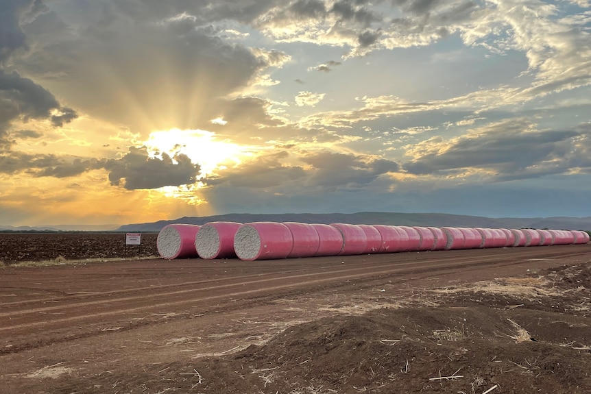 A row of white round cotton bales wrapped in pink plastic lying in a brown open paddock under grey cloudy skies.