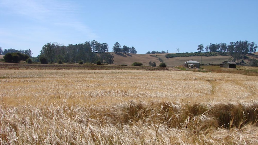 A crop of barley in Tasmania