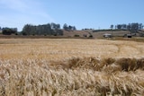 A crop of barley in Tasmania