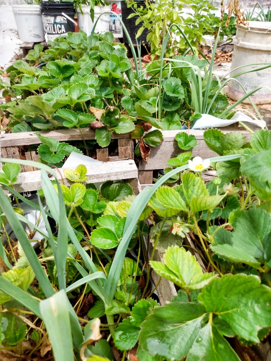 Strawberry plants in pallet boxes.