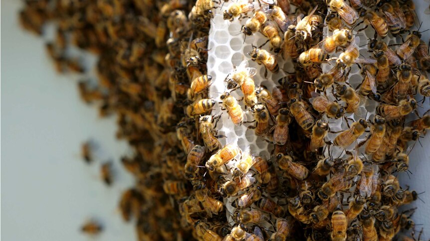 Close up of bees working on honeycomb in the light.