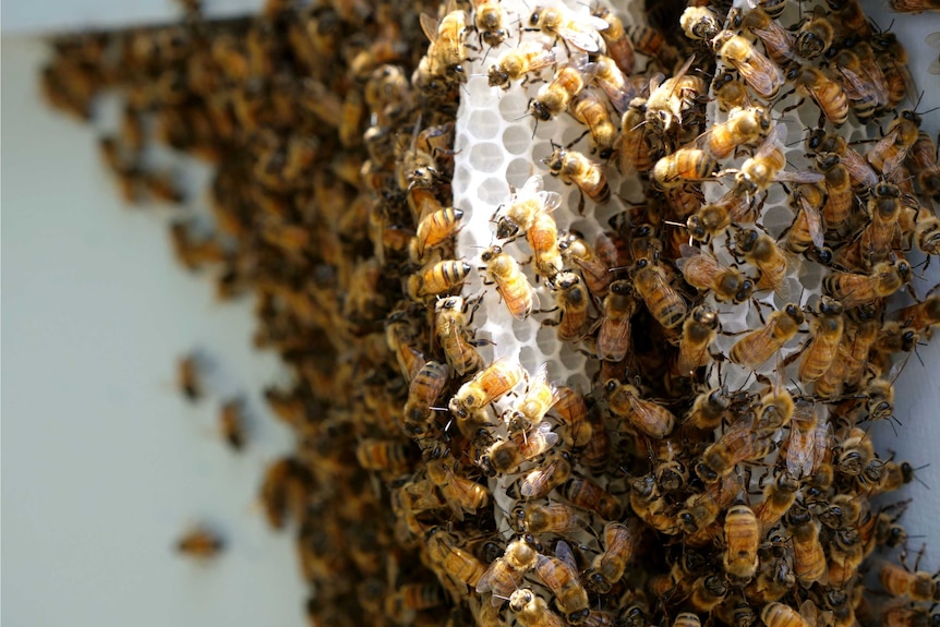 Close up of bees working on honeycomb in the light.