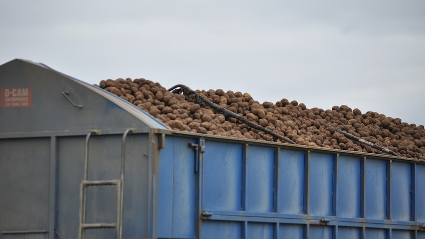 truck full of potato