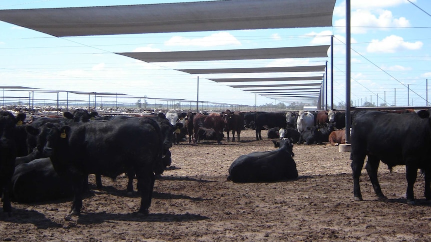 Cattle beneath shade sails over their feedlot.