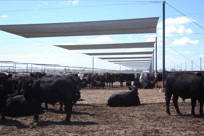 Cattle beneath shade sails over their feedlot.