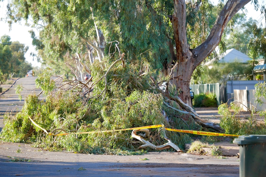 A tree fallen on the road on Nichols Street in Broken Hill. 