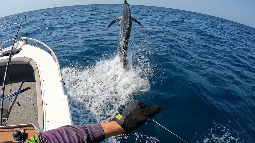Billfish are renowned for "dancing" on the water when hooked