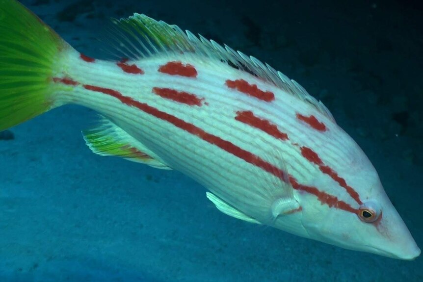 A female Bodianus bathycapros, also known as the 'Hawaiian Pigfish'
