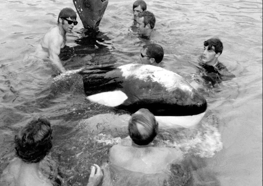 Ramu the killer whale at on the Coast, 1970 - ABC News