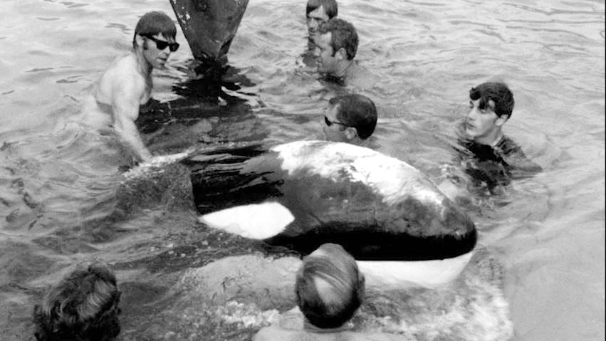 A black and white photo of several young men swimming in a pool with a killer whale.