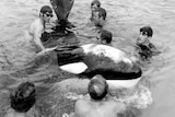 A black and white photo of several young men swimming in a pool with a killer whale.