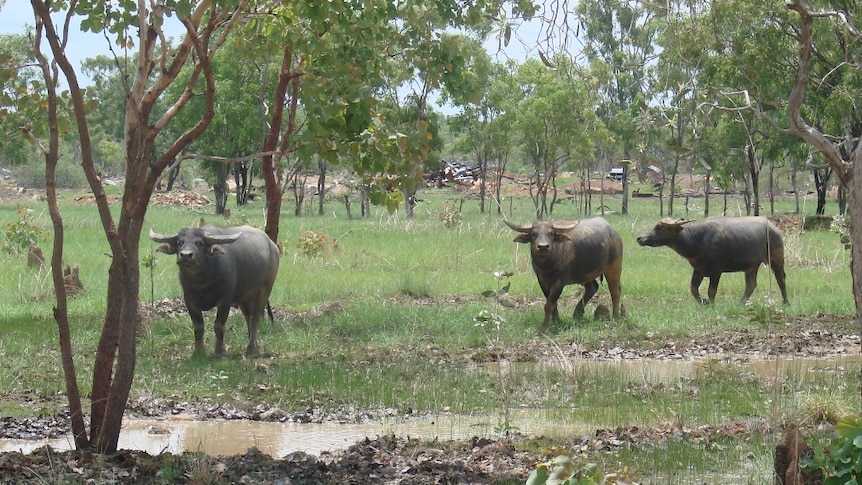 feral buffalo in scrub on Indigenous land