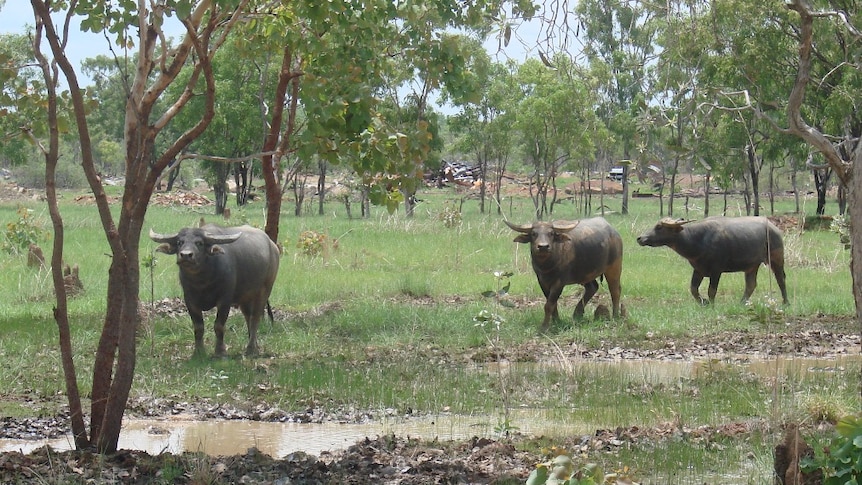 buffalo in the scrub