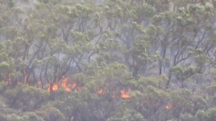 Flames burn in the scrub.