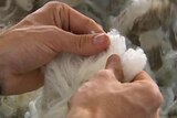 Wool fibre
