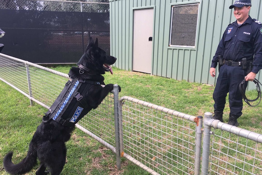 A police dog wears a protective vest.