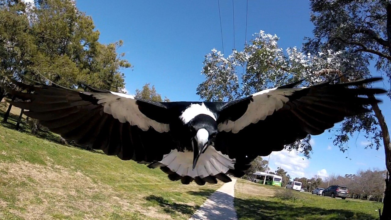 Magpie swooping season is here but how long does it last and is it true that they can recognise your face?