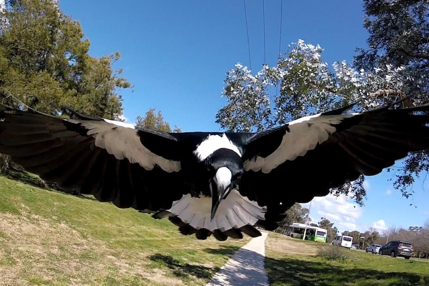 A magpie swoops at the camera lens