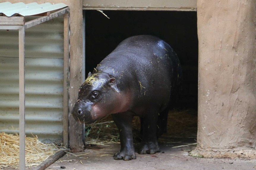 Adelaide zoo hippo Obi