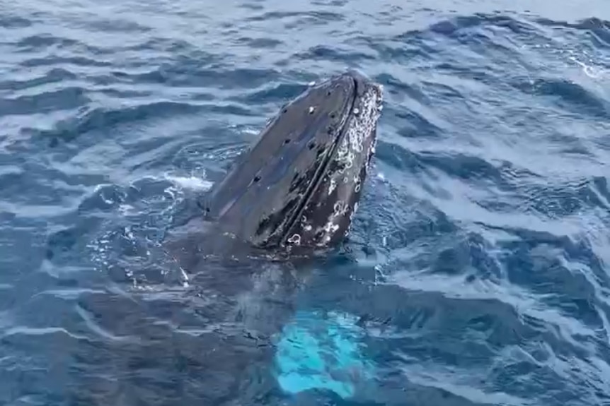 A whale's mouth projects from the ocean.