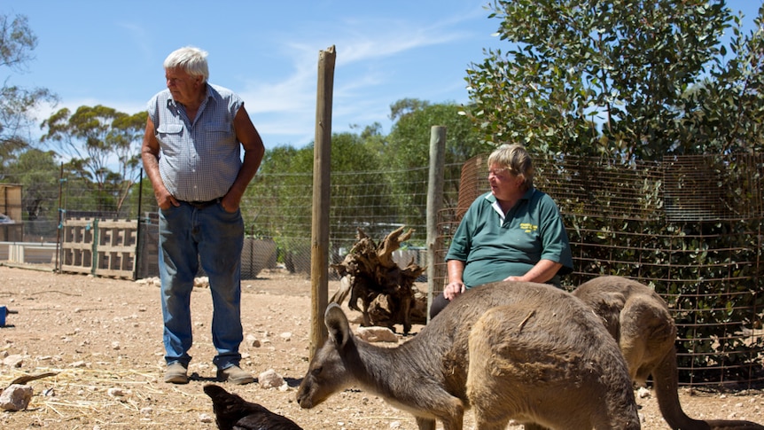 Kangaroos graze with a chook while Jane and Philip Budich survey the enclosure