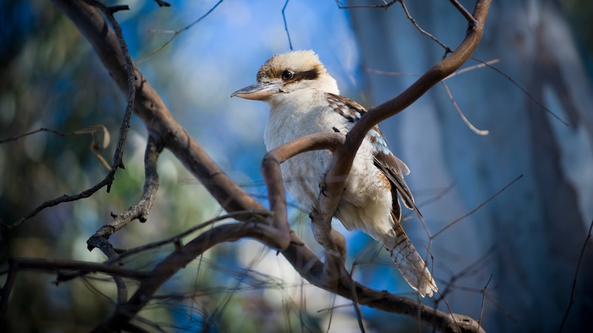 A kookaburra sitting on a branch, blue skies in the background