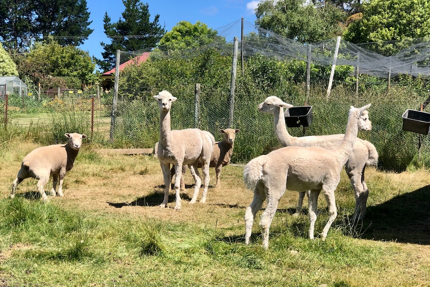 Sheep and alpacas with an orchard behind them.