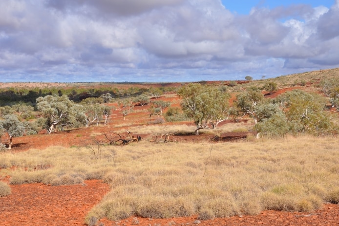 Image with red soils and Spinifex grass in the foreground of a semi-arid eucalypt woodland in the dry season