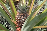 Pineapples are growing on the Gold Coast Highway at Mermaid Beach.