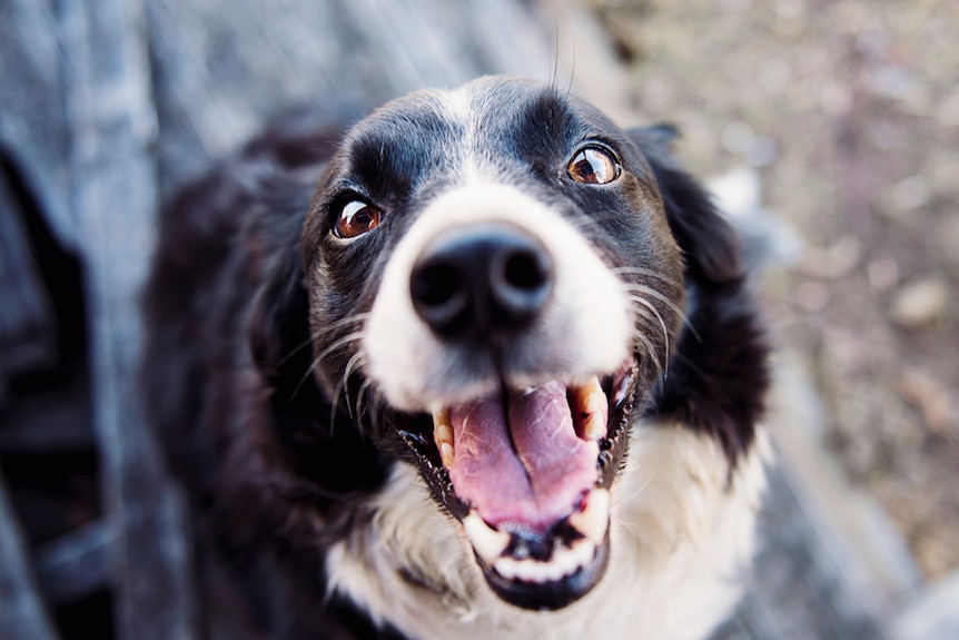 A close up photo of a border collie.