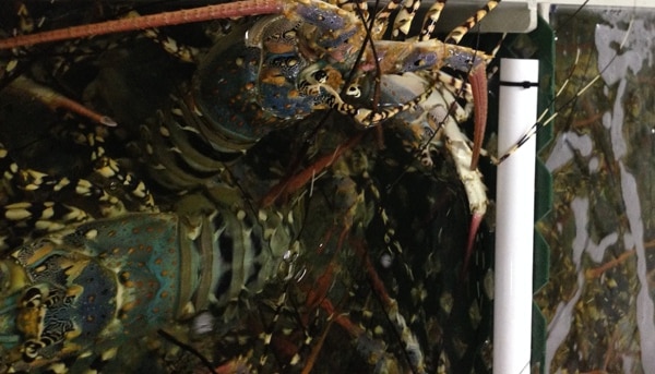 The tropical rock lobster fishery is worth $35 million to the Torres Strait economy