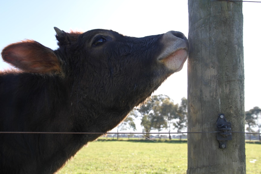A cow sniffing a fence post 