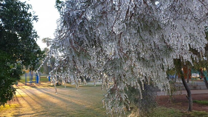 Icicles cover a tree in Alice Springs
