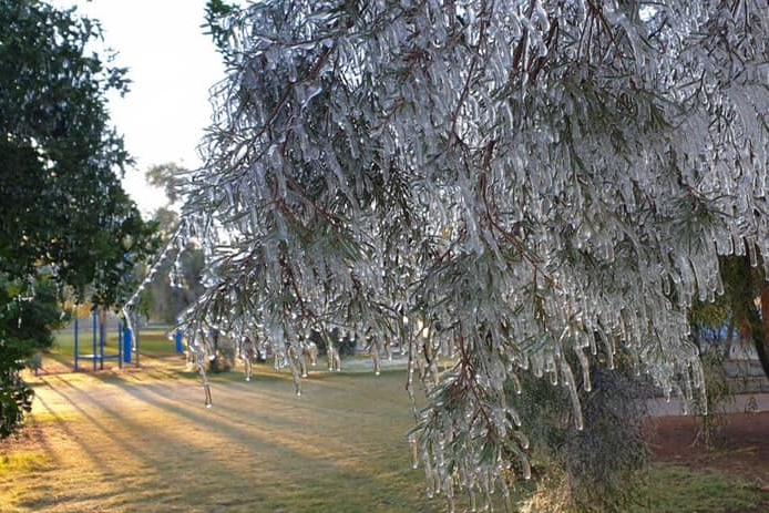 Icicles cover a tree in Alice Springs