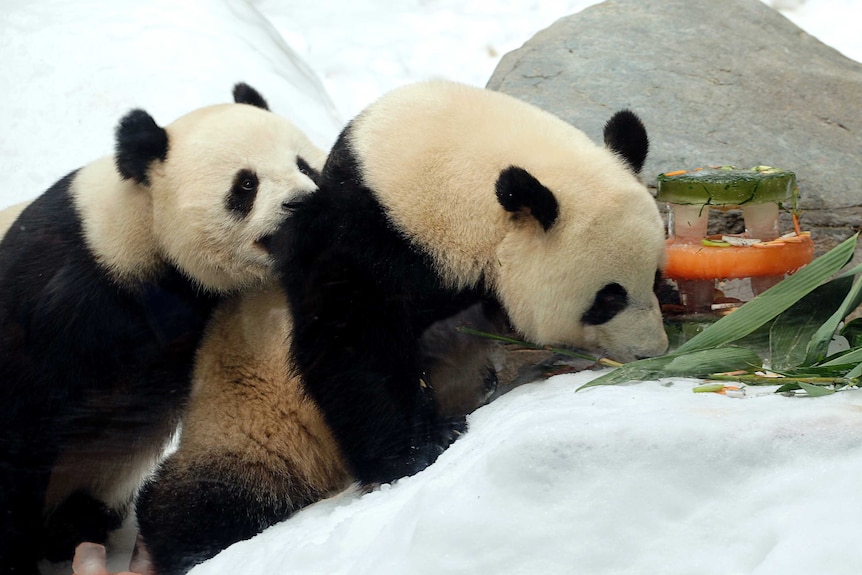 Giant pandas Le Le (R) and Ying Ying rest beside their "birthday cake".