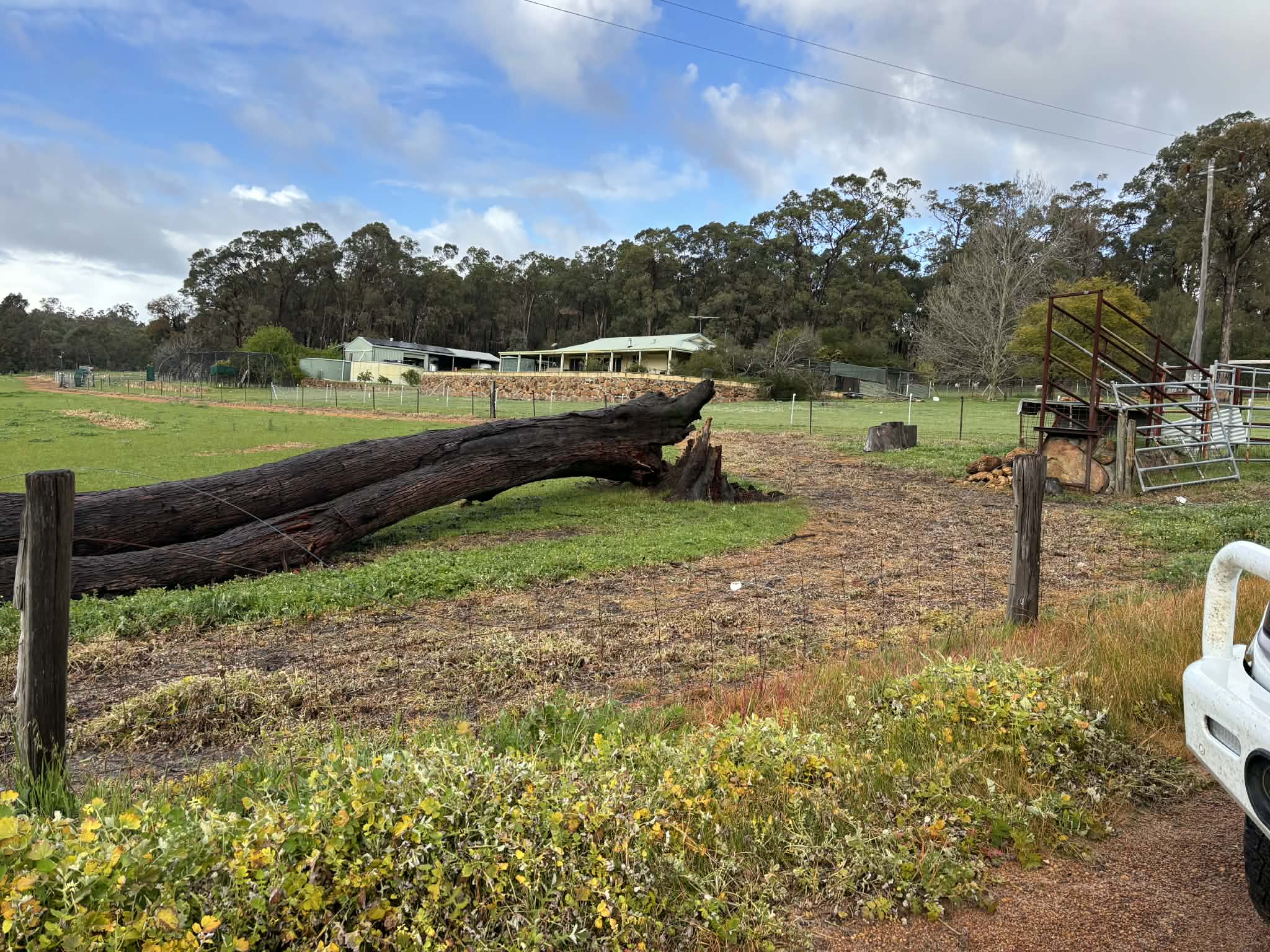 A tree fallen over a paddock. 