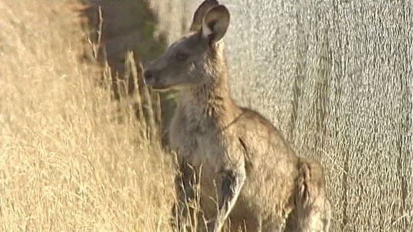 A kangaroo stands in front of a fence