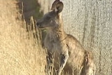 The ACT Government carries out an annual kangaroo cull to prevent overgrazing in Canberra nature parks.