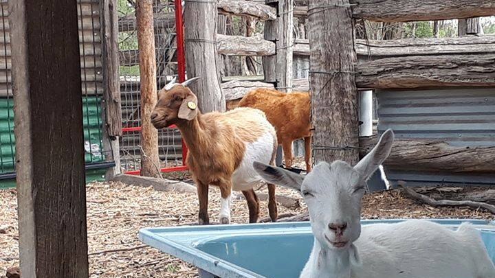 A goat in a trough on a property on the Darling Downs in Queensland