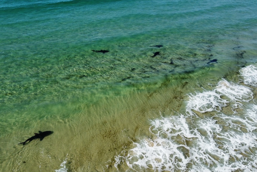 Tiburones nadando cerca de la costa en la isla Fraser